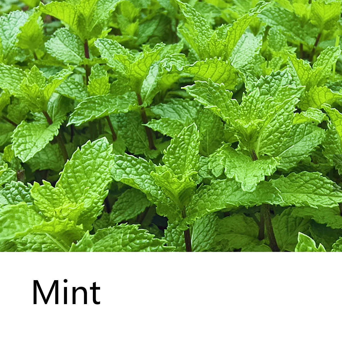 Mint Cool Shampoo Soap Bar, Plant Essential Oil Hair Care Soap, Deep Cleansing Natural Oil Soap